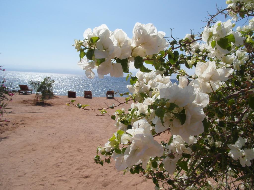 Готель Bedouin Star Таба Екстер'єр фото