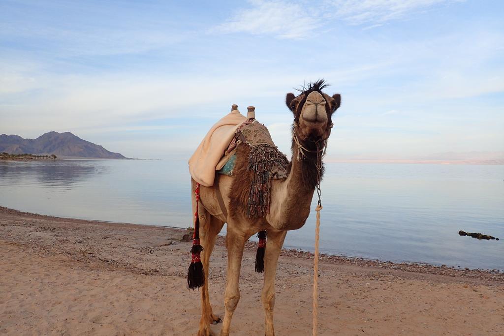 Готель Bedouin Star Таба Екстер'єр фото
